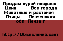 Продам курей несушек › Цена ­ 350 - Все города Животные и растения » Птицы   . Пензенская обл.,Пенза г.